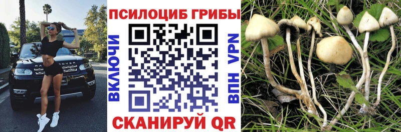 Купить  Навашино  Псилоцибиновые грибы мицелий 
